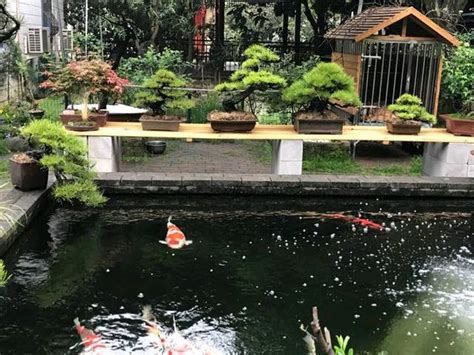 錦鯉 風水|【鯉魚風水】招財風水！錦鯉當道，掌握鯉魚風水知識，提升運勢。